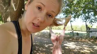 Rabbit Processing: Inspecting organs / aspirated blood in lungs