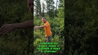 Где право, а где лево)) ничего не понятно.#тайга #саяны #сибирь