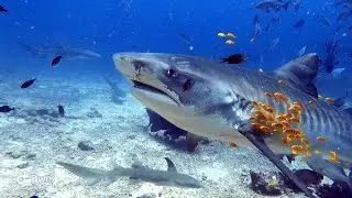 Tiger Shark Feeding Dives @ Beqa Lagoon, Fiji