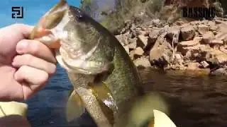 Smashing Bass From a Pisces Predator by Rory Heidmann