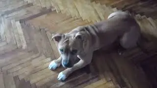 Микки исполняет команды. #animals  #животные #staff  #dog  #staffy #рекомендации