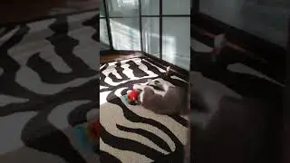 Моя кошка