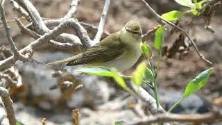 Common Willow Warbler (Phylloscopus trochilus trochilus), Lanzarote