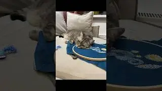 Мохнатый начальник за работой #кошка #творчество