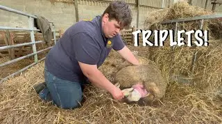 TRIPLETS NEED HELP BEING BORN!!