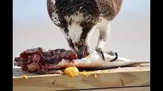 National Geographic Moment - Osprey Eats Fish