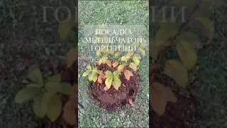 Как посадить гортензию? #сад #дача #garden #цветы #огород #plants #flowers #гортензияметельчатая #