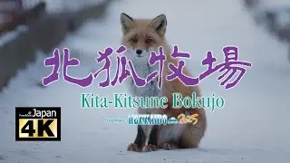 【4K】20250109 @ 北狐牧場 Kita-Kitsune Bokujo (Please turn on subtitles)