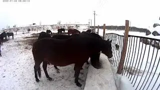 Horses at the morning watering hole. They drink according to their role in the herd.
