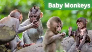 Adorable Baby Monkeys: Nature's Little Miracles 4K