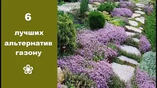 ❀ 6 лучших альтернатив газону | Лучшие почвопокровные растения для газона