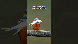 ¡La técnica salvaje del martín pescador para comer peces! 