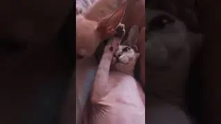 Счастье много не бывает