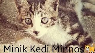 Tatil Vlogu#3||Minik Kedi Minnoş İle Oyunlar Oynuyoruz! Kiraz Çiçeği