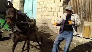 Мул в домашнем хозяйстве.1 часть.