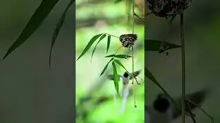 Wildlife Photography | Indian Paradise flycatcher| #vairalshort #youtubeshorts  #birds #photoghraphy