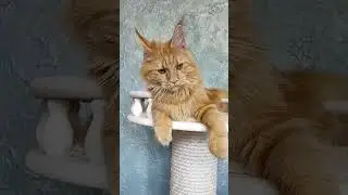 Очень ласковая девочка 5 мес