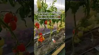 Как ускорить созревание томатов и не допустить грибковые заболевания. #томаты#помидоры#урожай