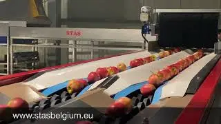 apple grading lane