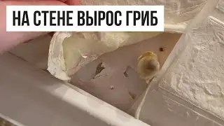 Вырос гриб на стене, которая мокла 2 года😱