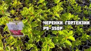 КАТАЛОГ ИЮЛЬ 2024 #цветы #hydrangea #гортензия