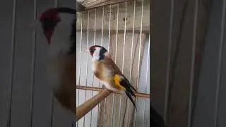 Сибирский щегол
