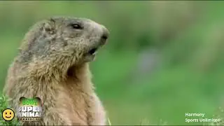 Howl-arious BBC Super Animal Commercial: You Can't Resist These Furry Stars! #funnyvideo #viral