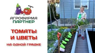 Томаты и цветы на одной грядке – и полезно, и красиво