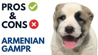 Armenian Gampr Pros and Cons | Armenian Gampr Advantages and Disadvantages