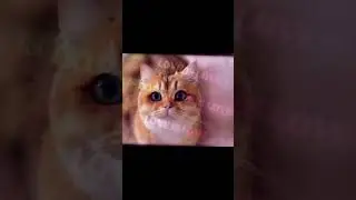 немного милоты, эдит мой ну как вам? #capcut#cat