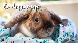 A day in my life: Moving animals