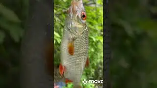 Красноперка и плотва!!!