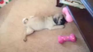 Noel Playing with her bone!!