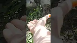 ПОРОСЯТА НЮХАЧИ