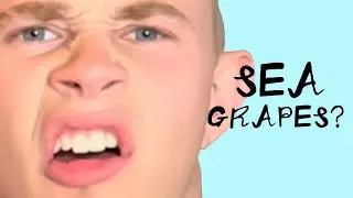 The Grapes Of The Sea
