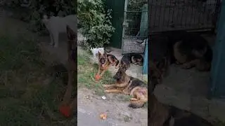 Дружная компания. Немецкие овчарки Дэя, Афина, Алтай и кошка Туся. Одесса.