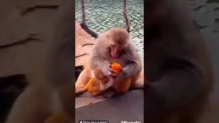 Funny shorts