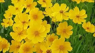 Todas as flores - Novas músicas 2025