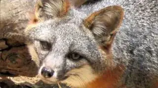 Endangered Species