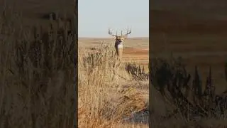 BUCK TRUCK IS FINALLY HERE! Tuesday, May 2nd at 12pm central on the MeatEater Channel! 