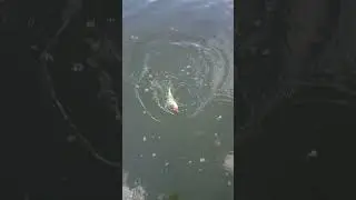 Мормышинг.