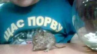 Мой питомец белочка. Чем.кормить. и как ухаживать