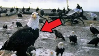 Did you know what an EAGLE does when it reaches old age? It's just INCREDIBLE...