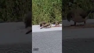 Galaxy S20 FE 5G | 0.5x to 12x Zoom | Video