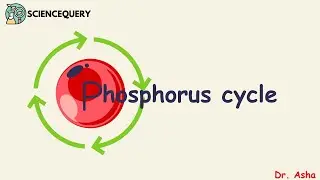 Phosphorus cycle