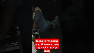 mga kuting tinapon sa taas Ng truck
