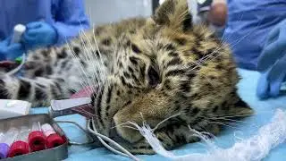 Осмотр спасенного котенка леопарда Leo 260M