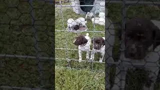 Visiting with all the pups