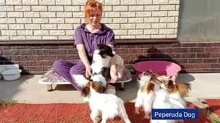 Щенки из питомника 