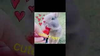 bunny | bugs bunny | buff bunny | lola bunny | 